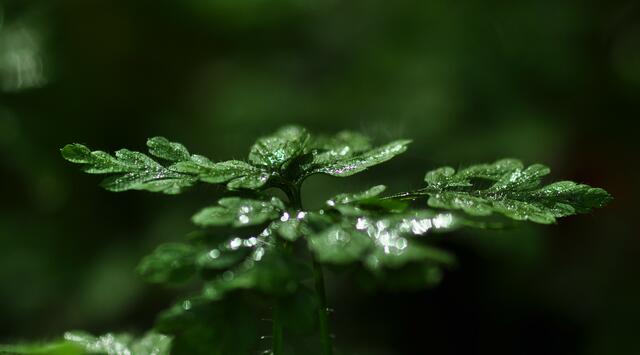 Mystisches grünes Lichtspiel | Foto: JuKo