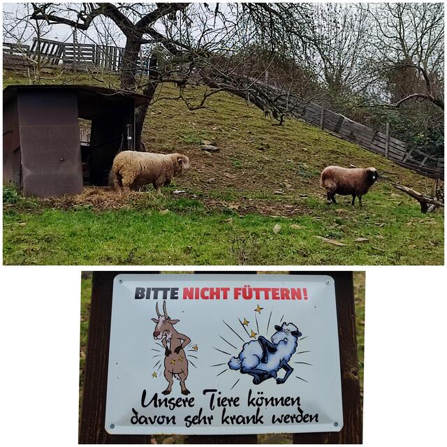 Schafe am Wegesrand | Foto: Aurelia Kling