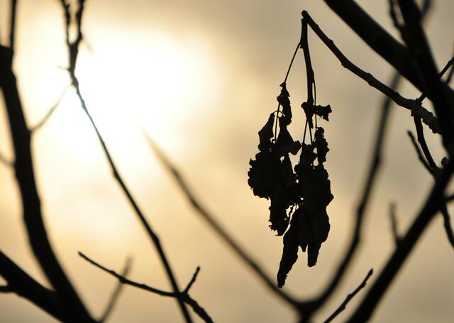 Mystik PUR | Foto: JuKo