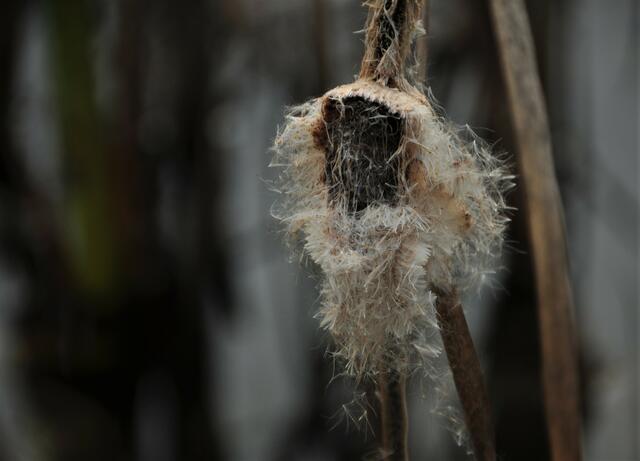 Verwelkt | Foto: JuKo