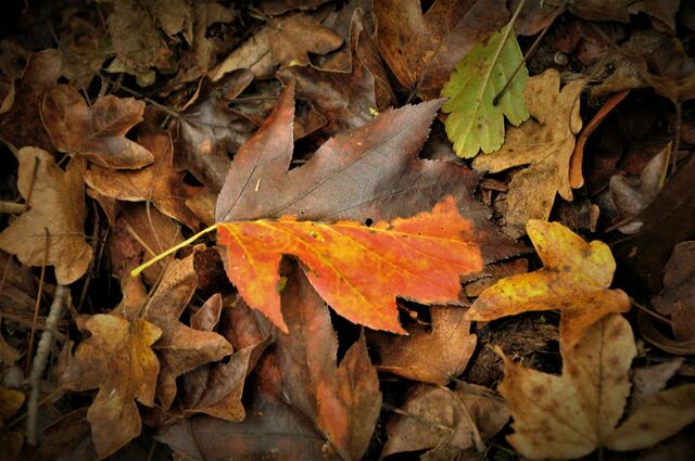 Ich bin am Verwelken | Foto: JuKo