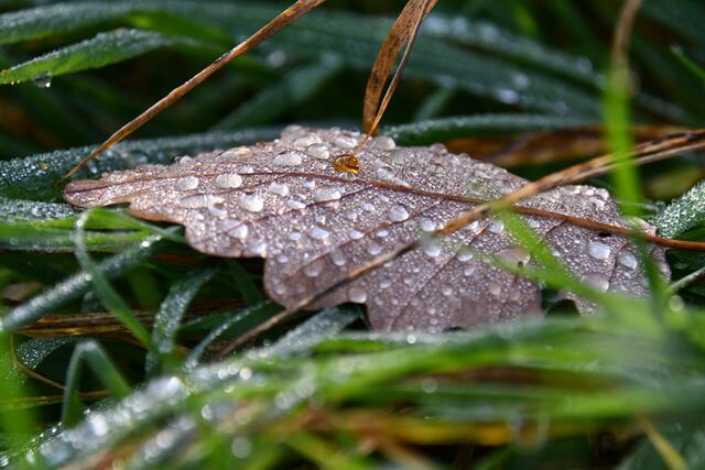 Eichenblatt mit glodenem Wassertropfen - Mystisch | Foto: JuKo