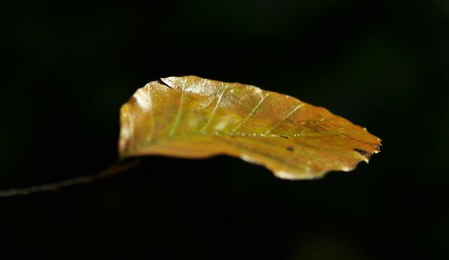 Das goldene Blatt | Foto: JuKo