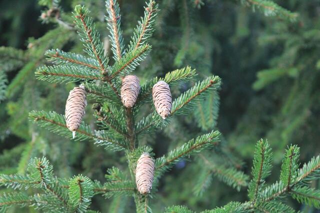 schee | Foto: Ralf Röser