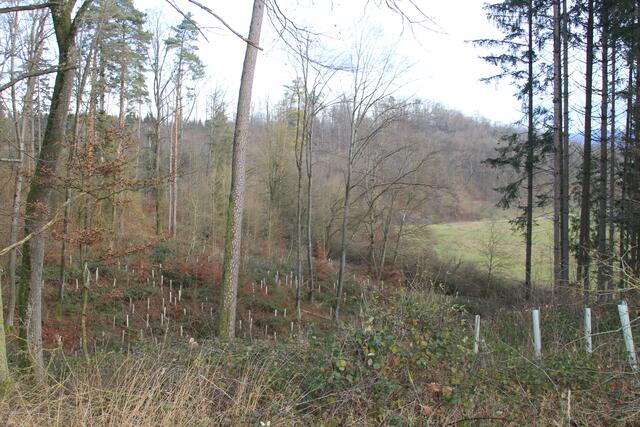 Aufforstung | Foto: Ralf Röser