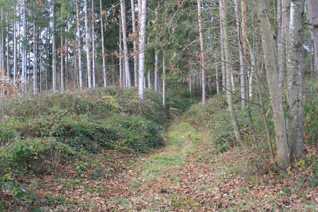 da durch, links hat es laut geraschelt | Foto: Ralf Röser