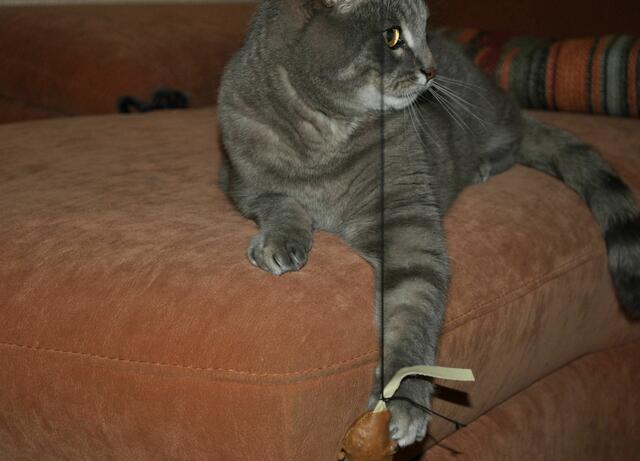 Hat man die Maus, kann man auch ganz cool auf die Seite schauen. | Foto: Daniela Somers