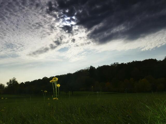 Kleine gelbe Blume vor bedrohlicher Wolke | Foto: KHW