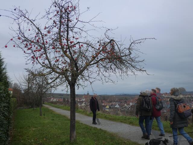 Der unbelaubte Baum trägt noch viele Äpfel. Baumschmuck zu Weihnachten 😊.  | Foto: sigischlottke