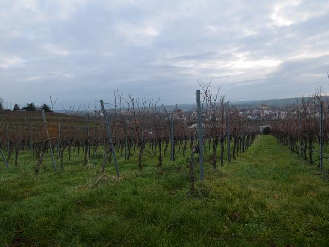 In den Weinbergen mit Ausblick auf Lauffen.  | Foto: sigischlottke