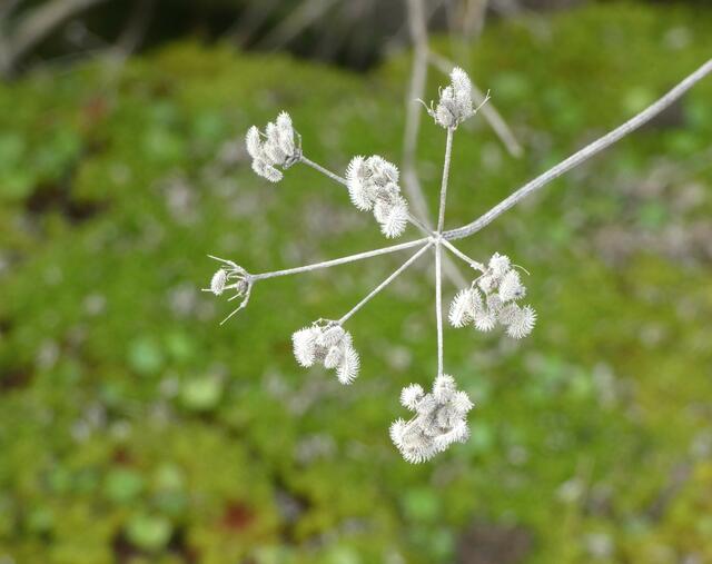 Eine zarte und filigrane vertrocknete Blüte - sieht hübsch aus.  | Foto: sigischlottke