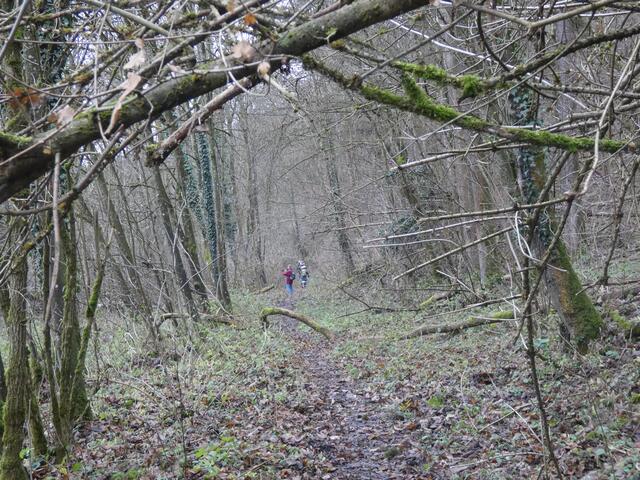 Äste hängen über den Weg.....  | Foto: sigischlottke