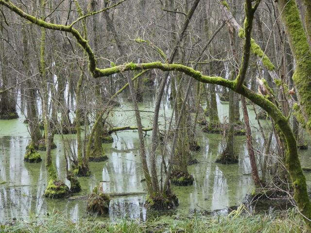 Bäume stehen auf kleinen Inseln in den Tümpeln des Sumpfgebiets.  | Foto: sigischlottke