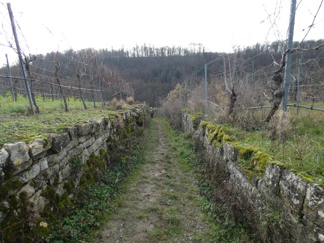 Über schmale, mauergesäumte Wege gelangen wir durch die Weinberge hinab nach Lauffen.  | Foto: sigischlottke