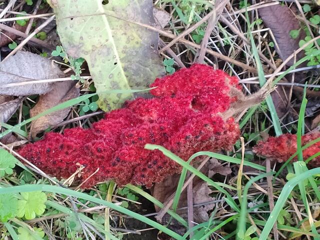 So toll sehen die abgefallenen Blüten des Essigbaums aus.  | Foto: sigischlottke