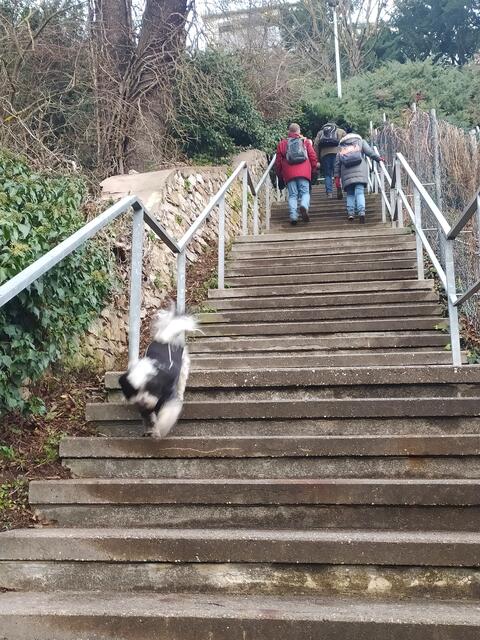Treppensteigen ist angesagt. Da gewinnt man schnell an Höhe und landet auf dem Geigersberg.  | Foto: sigischlottke