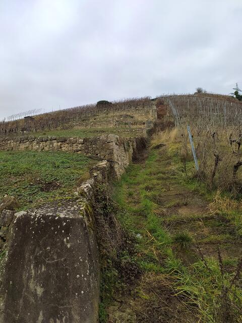 Die Weinberge sehen aus, als ob sie nicht mehr bearbeitet werden.  | Foto: sigischlottke