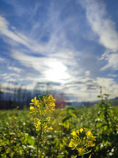 Kurz kam auch die Sonne heraus | Foto: Aurelia Kling