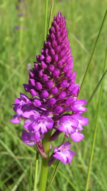 Pyramidenorchis | Foto: Martin Feucht