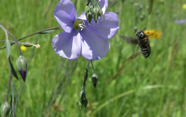 Besuch einer Leinblüte durch Honigbiene | Foto: Martin Feucht