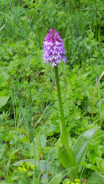 Purpurorchis | Foto: Martin Feucht