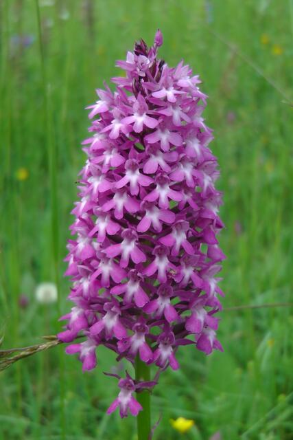 Pyramidenorchis | Foto: Martin Feucht