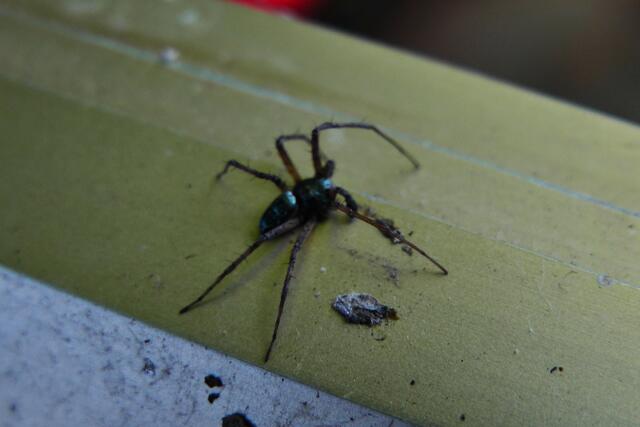 Spinne | Foto: Martin Feucht
