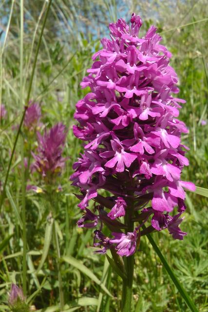 Pyramidenorchis | Foto: Martin Feucht
