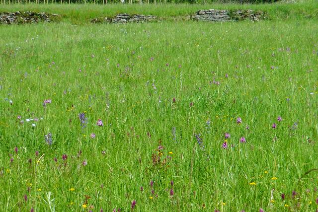 Orchideenwiese (Pyramidenorchidee , vorne Ackerwachtelweizen | Foto: Martin Feucht