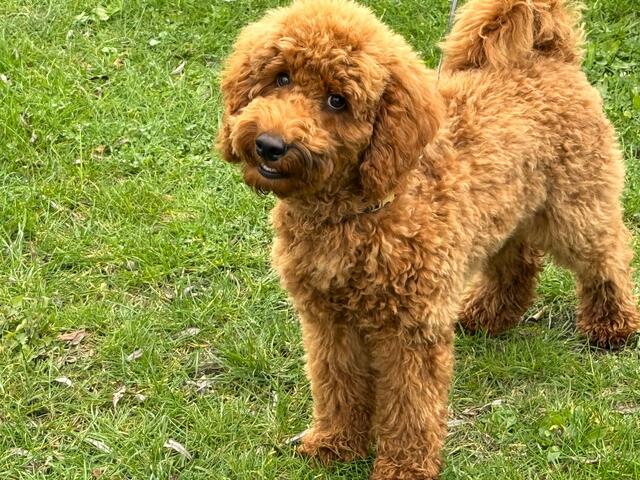Benny Boy | Foto: Heide Böllinger aus Bad Friedrichshall