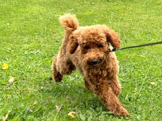 Benny Boy | Foto: Heide Böllinger aus Bad Friedrichshall