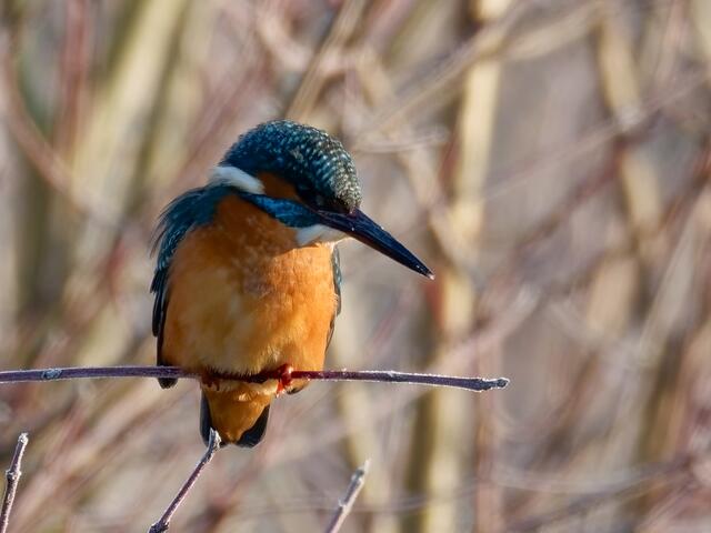 Eisvogel | Foto: Jörg Haffelder