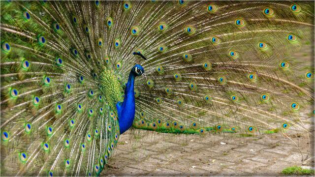 Diesen prächtigen Pfau hat Heimatreporter Guenter Paulik im Leintalzoo abgelichtet. Es ist das Bild des Monats Juni. | Foto: Guenter Paulik