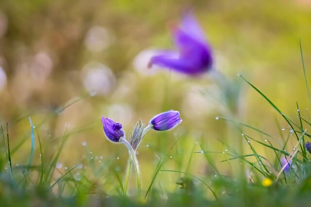 Küchenschellen sind etwas ganz Besonderes. Heimatreporterin Stephanie Rüdele hat sie am Buckelberg in Öhringen gefunden. | Foto: Stephanie Rüdele
