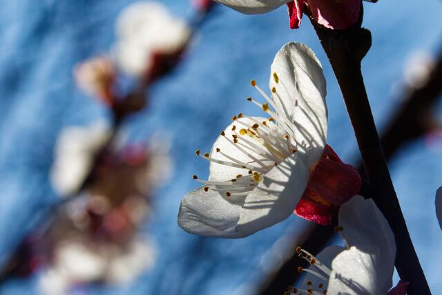 Im Anflug: Die Biene ist schwer bepackt mit Pollen. Das wunderschöne Bild des Monats März kommt von Helmut Brehm. | Foto: Helmut Brehm