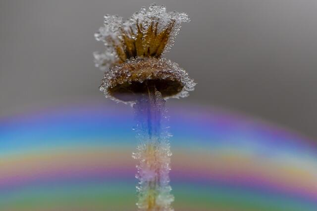 Seifenblasen | Foto: Helga Rosenberger