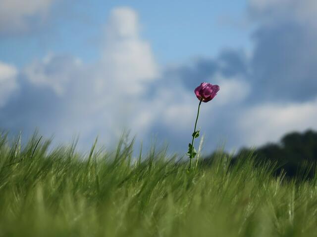 "Mohn im Wind" hat Heimatreporter Helmut Brehm unter diese Aufnahme geschrieben, die er auf meine.stimme eingestellt hat. | Foto: Helmut Brehm