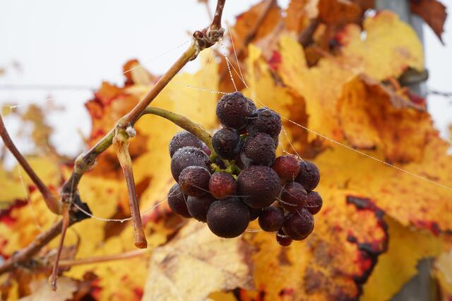 So sieht der Herbst in Hohenlohe aus: Helmut Brehm zeigt in 42 Fotos, wie schön diese Jahreszeit ist. | Foto: Helmut Brehm