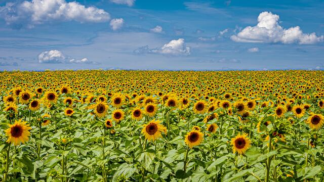 Sonnenblumen soweit das Auge reicht im Zabergäu: Heimatreporter Erwin Weigend hat das wunderschöne Motiv mit seiner Kamera dokumentiert. | Foto: Erwin Weigend