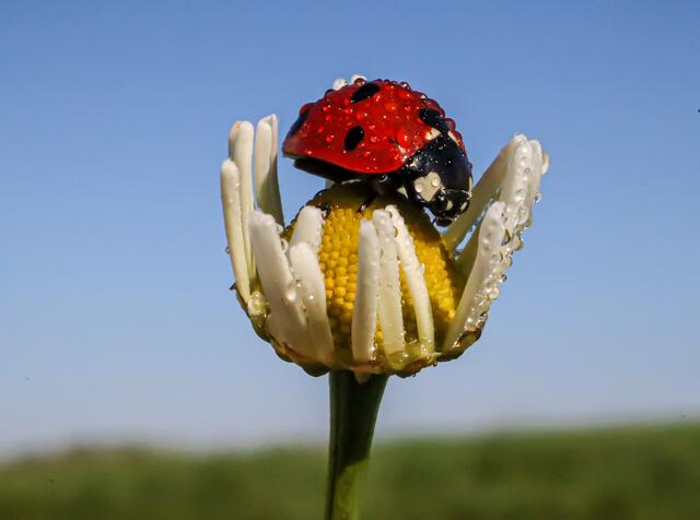 Zwei Schönheiten vereint: Nach einer feuchten Nacht besucht dieser Marienkäfer eine Kamillenblüte. Stephanie Rüdele hat diese Komposition festgehalten. | Foto: Stephanie Rüdele