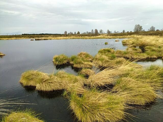Ein größerer See - mit dem Gras wie aus einer anderen Welt.  | Foto: sigischlottke