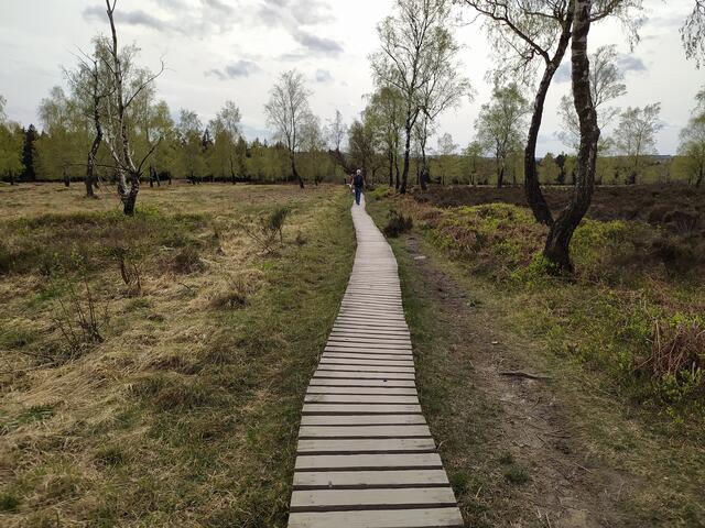 Unterwegs auf Holzstegen in der Moorlandschaft der Eifel. | Foto: sigischlottke