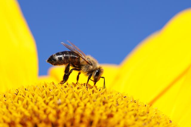 Sonnenblumenzeit in Hohenlohe: Allein Uschi Dugulin hat 35 Sonnenblumenmotive auf meine.stimme eingestellt. | Foto: Uschi Dugulin