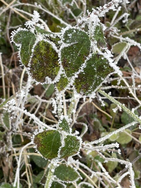 Foto: Urheberrechtlich geschützt