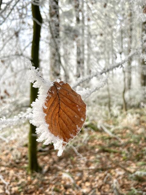 Foto: Urheberrechtlich geschützt