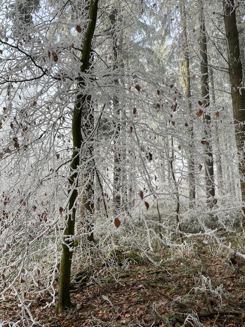 Foto: Urheberrechtlich geschützt