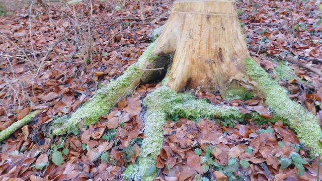 Letztes Mal dieses Jahr😍🥲 | Foto: Ralf Röser