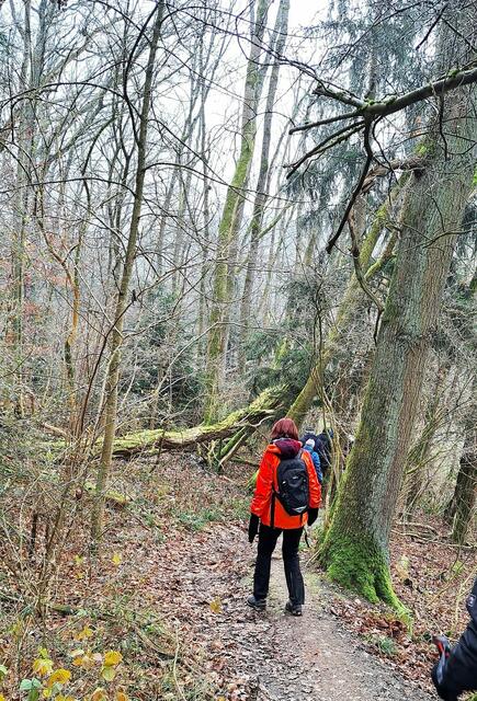 Auf wurzelgesäumten, sehr schmalen Pfaden, geht es abwärts in das waldumsäumte Tal des Ernsbaches. | Foto: Isolde Reitz