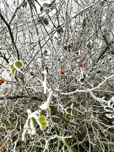 Frost auf der Hundsrose. | Foto: Isolde Reitz
