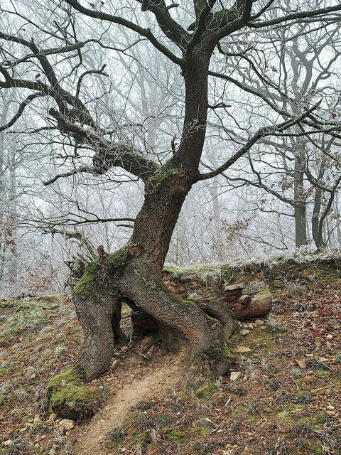 Traumhaft schöner Höhenrandweg zur Löchgauer Berghütte. | Foto: Isolde Reitz